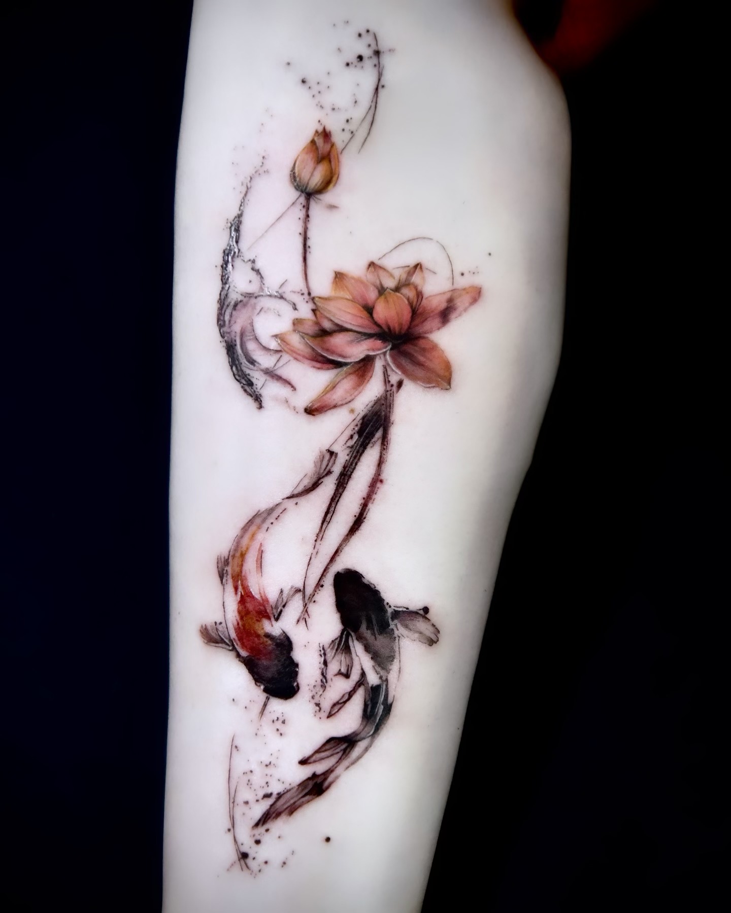 Can You Stroke Koi Fish Can You Stroke Koi Fish